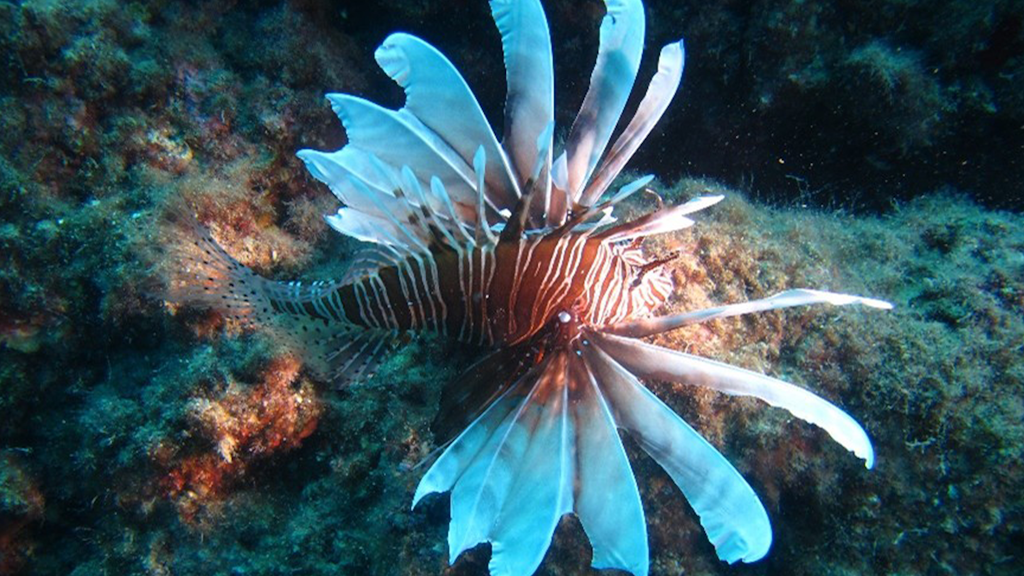 Image sous-marine d’un poisson aux longues nageoires en éventail au-dessus d’un fond rocheux.